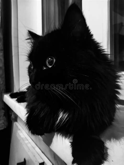 Black Cat Stock Photo Image Of Lights Kitten Eyes 128588086