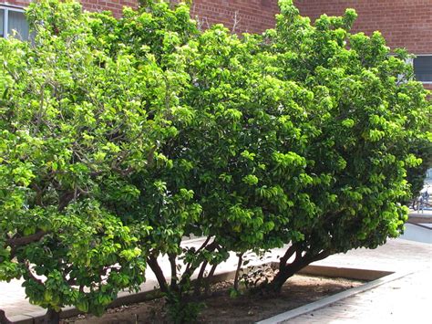 Maybe you would like to learn more about one of these? Find Trees & Learn | University of Arizona Campus Arboretum