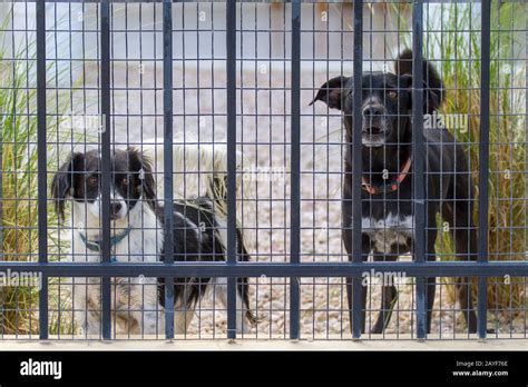 Two Dogs Are Behind Fence With Mesh Stock Photo Alamy