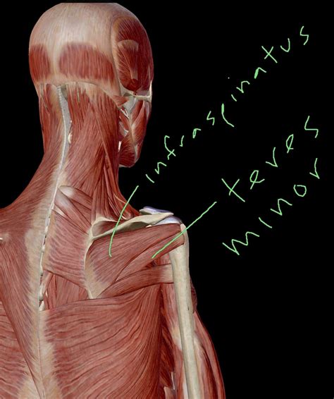 Scapula Victory Performance And Physical Therapy Blog Best Sports