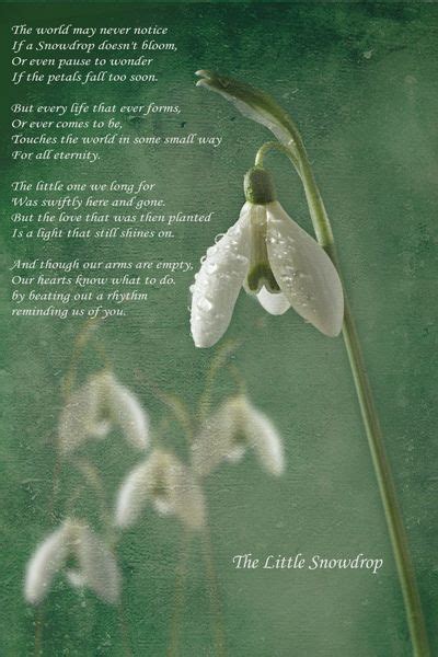 In the northern hemisphere snowdrops can be seen appearing as early as january, weather permitting. The Little Snowdrop | Grief, Grief loss, Poems
