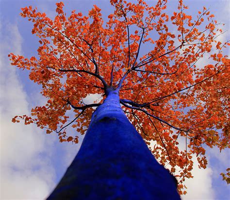 Konstantin Dimopoulos Paints Blue Trees To Help Cities Go Green