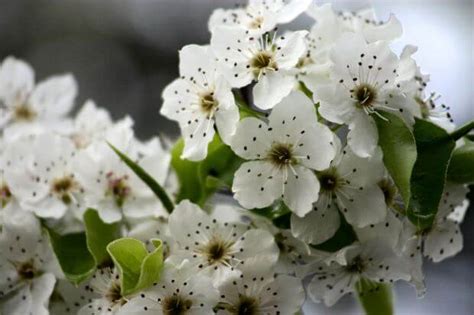 We did not find results for: Regional Memorial Cremations and Funeral Services ...