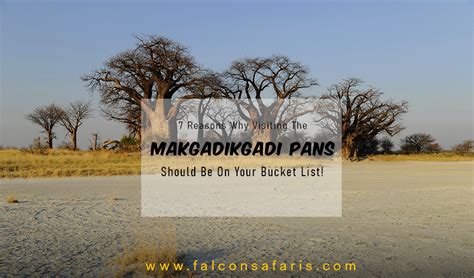 7 Reasons Visiting To The Makgadikgadi Pans On Your Bucket Listfalcon Safaris