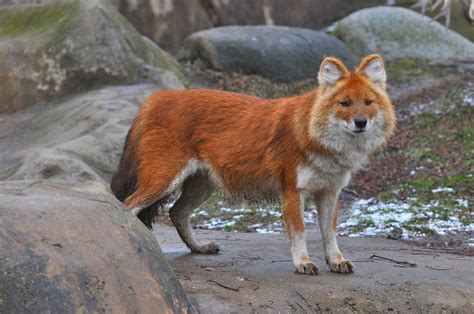 Cuon Alpinus Cuón Dole Perro Rojo Perro Jaro Perro Salvaje