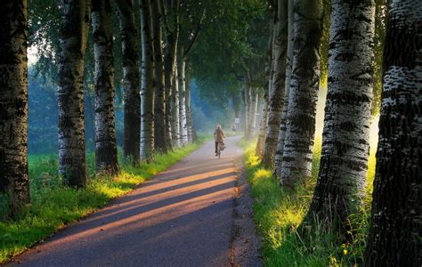 Wallpaper Sinar Matahari Pohon Hutan Alam Sepeda Jalan Hijau