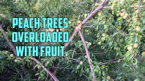 Here's a nifty organic garden hack tip about how to stop a fruit tree branch laden heavy with fruit from snapping or breaking under its own weight! Fruit Trees Overloaded with Fruit Branch Breakage - YouTube
