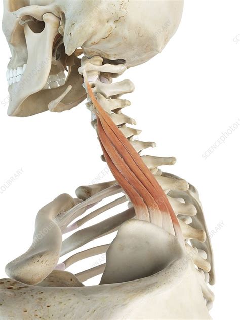 Neck Muscle Artwork Stock Image F009 3915 Science Photo Library