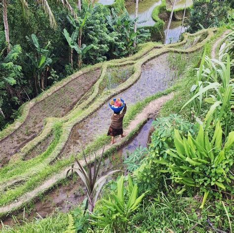 Смотрите видео mihanika gunung batur в высоком качестве. Bali Rice Terrace. Amazing place! Visit our blog to read more about Ubud. Link in bio ⬆️ #bali # ...