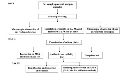 Flow Chart Representing Isolation And Identification Of Mrsa From Pus