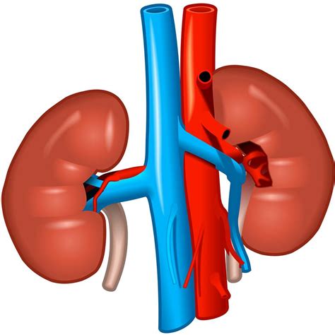 Fever can indicate infectious inflammatory affection of the kidneys and the urinary ducts, or can be the sign of the main disease. Kidney Disease and the Cavalier King Charles Spaniel