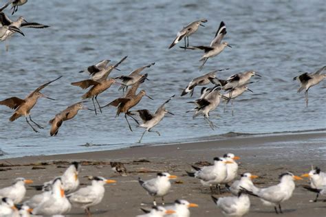 ‘oktobirdfest On Eastern Shore Provides Novice Bird Watchers With
