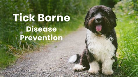 Tick Borne Disease Prevention Minnesota Veterinary Hospital Best