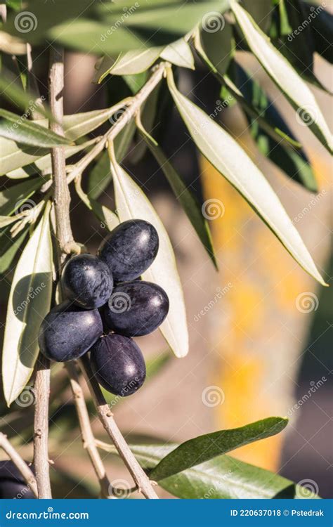 Ripe Black Spanish Olives With Blurred Olive Tree Trunk In Background