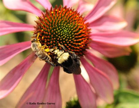 Bay Area Bee Fair On Oct 13 The Place To Bee Bug Squad Anr Blogs