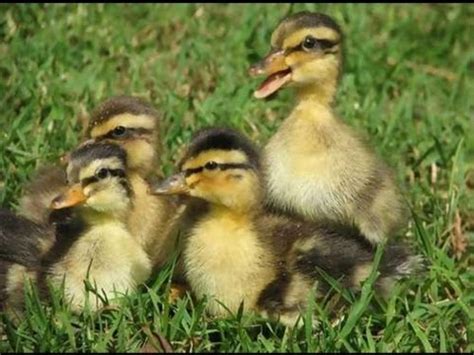 Baby ducklings need a variety of greens and protein in their diet, but it all needs to either be finely chopped or all ground up in a blender. Mallard Ducklings - YouTube