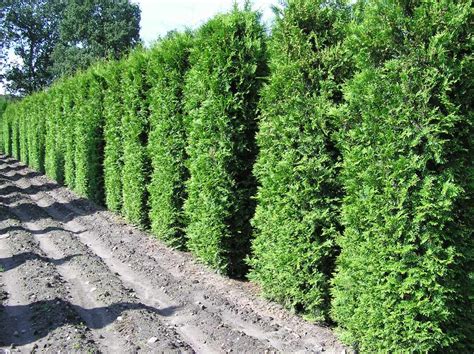 Thuja Lebensbaum Brabant Thuja Occidentalis Brabant 300 300 Cm