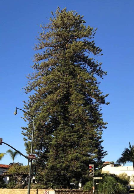 Norfolk Island Pine Santa Barbara Beautiful