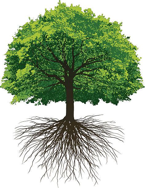 Tree Roots Illustrations Royalty Free Vector Graphics And Clip Art Istock