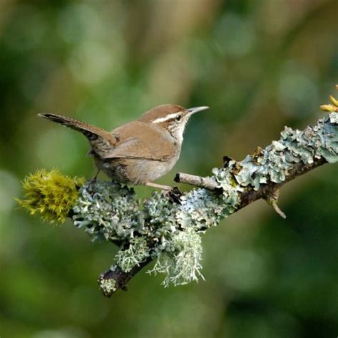 Emuwren Bewicks Wrenthryomanes Bewickii In Dry Thickets And Open