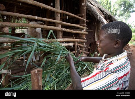 Uganda The Home Of Betty Gitto And Her Four Sons Bugiri Village