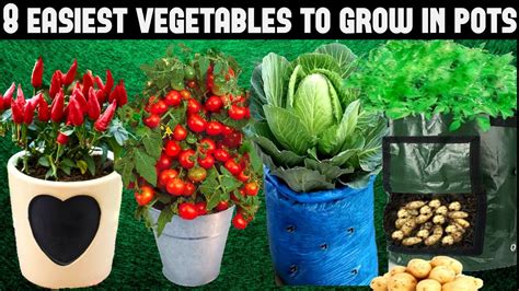 Top 8 Easy To Grow Vegetables For Beginnersseed To Harvest Herbal