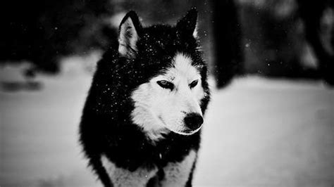 Free Download Black And White Wolf In Winter Desktop Wallpaper