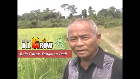 Antara maklumat penting yang terkandung dalam padi merupakan tanaman yang ketiga luasnya ditanam di malaysia selepas kelapa sawit dan getah. DI GROW | BAJA UNTUK TANAMAN PADI - YouTube