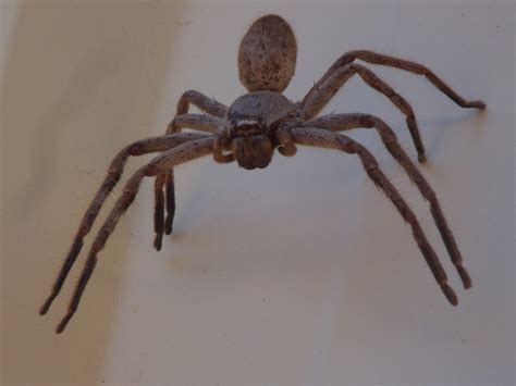 Sparassidae Huntsman Spider Dscf8812 Kingdomanimalia Phyl Flickr