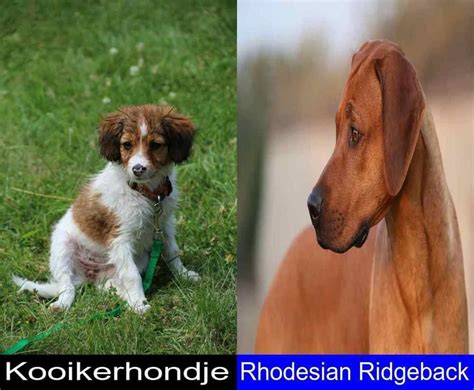A Detailed Comparison Of The Kooikerhondje And The Rhodesian Ridgeback