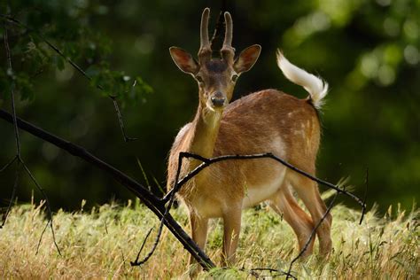 More Fallow Deer To Roam Free In Rhodope Mountains Rewilding Europe