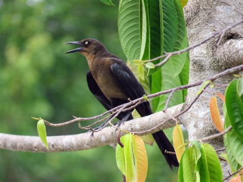 Why Costa Rica Birds Are Some Of The Best In The World