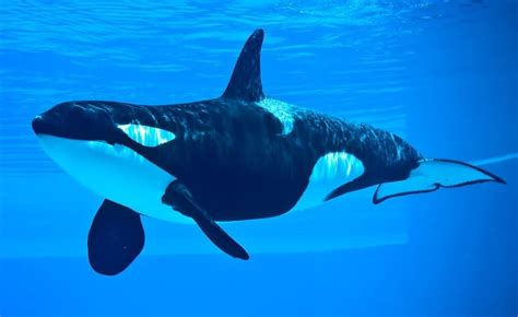 Killer Whale Animal Facts Orcinus Orca Az Animals