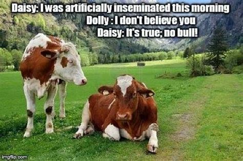 Funny Stuff Cows Funny Cow Farm Humor