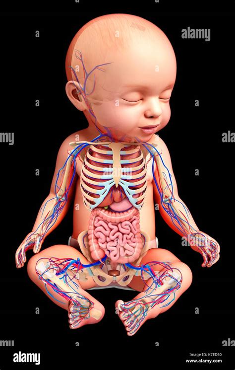 Illustration Of A Baby S Anatomy Stock Photo Alamy