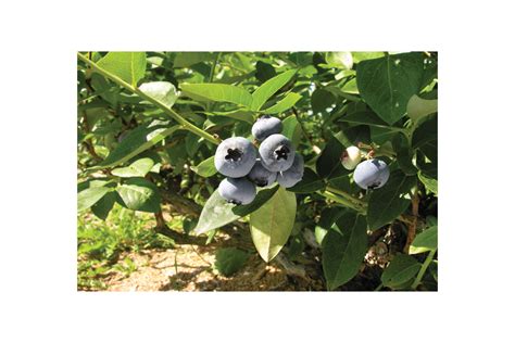 Blueray Blueberry Plant