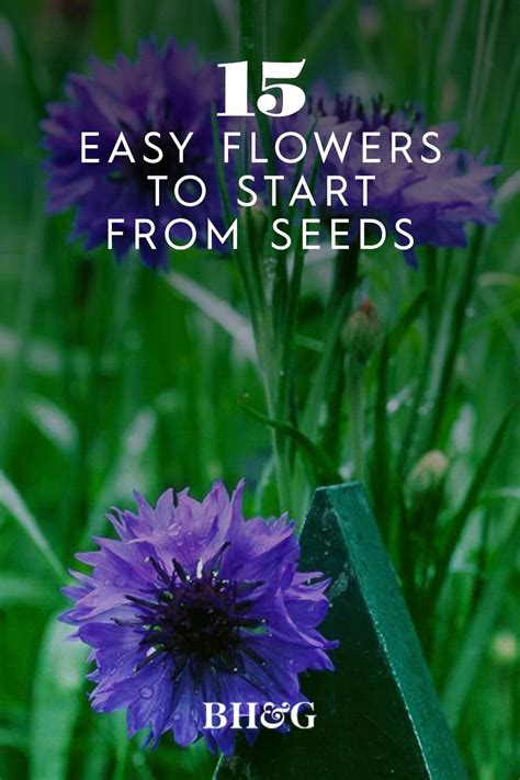 15 Easy Annuals You Can Grow From Seed Growing Seeds Easiest Flowers