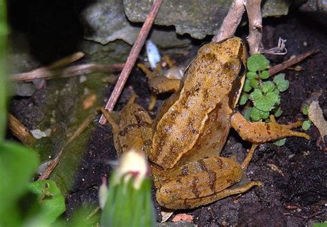 Common Frog Common Frog British Wildlife Frog