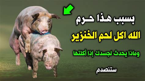لماذا حرم الله أكل لحم الخنزير وجعله من الكبائر ؟ وماذا يحدث لجسم الانسان عند أكله ؟ ستنصدم
