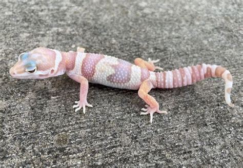 Chocolate Albino Leopard Geckos For Sale At Snakes At Sunset