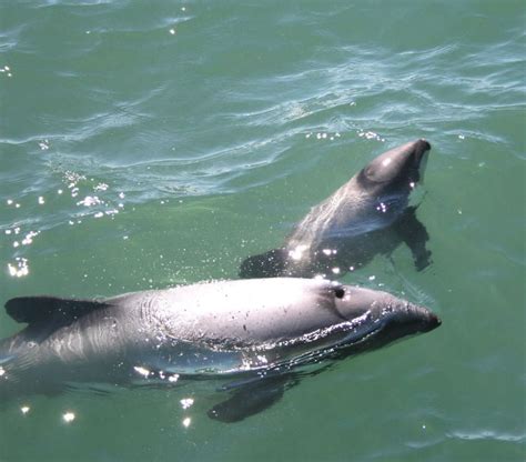 New Zealand Dolphin Whale And Dolphin Conservation
