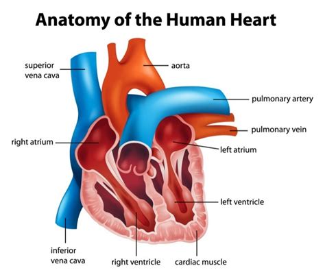 Biology The Heart Level 1 Activity For Kids Uk