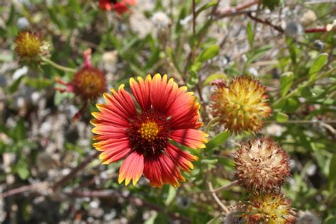 Maybe you would like to learn more about one of these? Wild Desert flowers Palm Springs California | Blooming ...