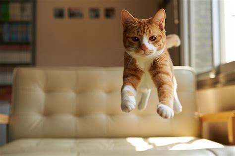 Funny Cat Jumping 9 High Resolution Wallpaper