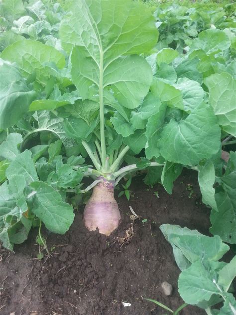 Why Rutabaga May Be Better Than Growing Turnips For Deer