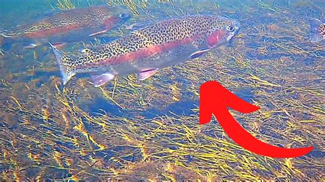 Stocked Rainbow Trout Fishing Salt River Arizona Underwater Trout