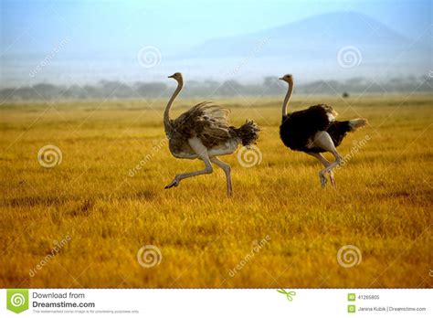 Ostriches Running Through The African Savannah With Cloudy Sky Royalty