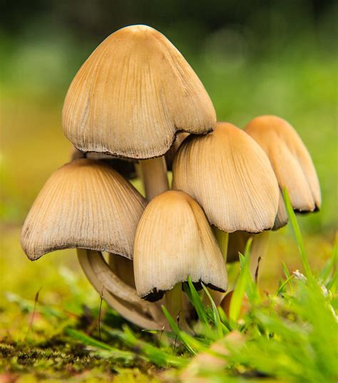 Mushrooms Cluster Of Mushrooms Glistening Inky Cap