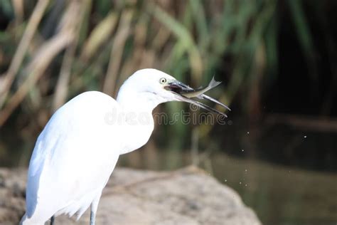 Big Birds Eat Fish In The River Stock Photo Image Of Birds River