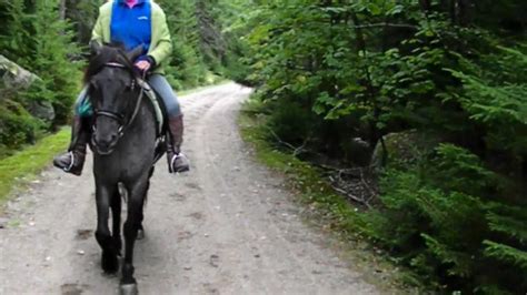 Acadia National Park Carriage Roads Wagon And Horse Rides 9 Youtube